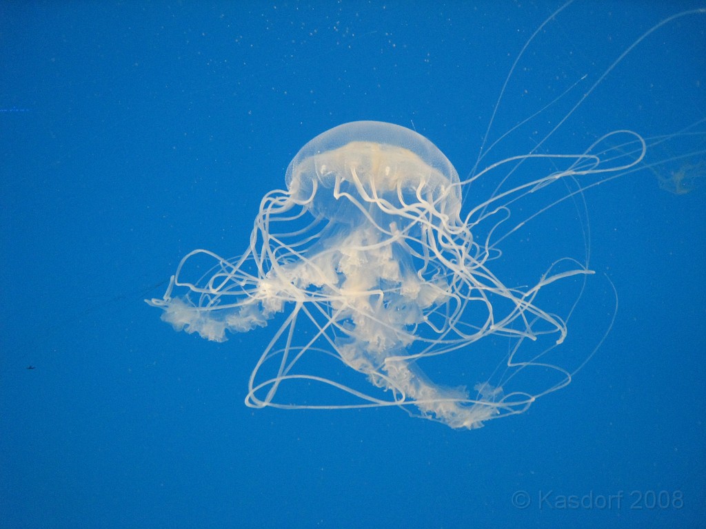 Baltimore MD 2009 1200.jpg - A 4th of July trip to Washington DC in 2009 included a stop in Baltimore MD to see the National Aquarium.